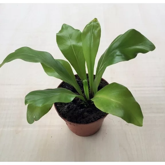 Madárfészekpáfrány - Asplenium nidus mini