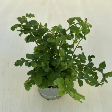 Asplenium parvati