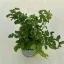 Asplenium parvati