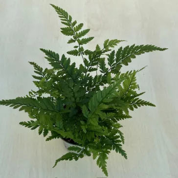 Athyrium spicatum - MINI