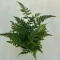 Athyrium spicatum - MINI