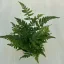 Athyrium spicatum - MINI