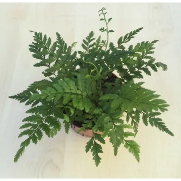 Athyrium spicatum - MINI