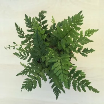 Athyrium spicatum - MINI