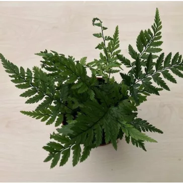 Athyrium spicatum