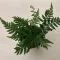 Athyrium spicatum