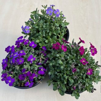 Pázsitviola több színben