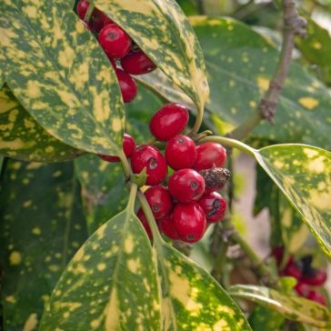 Aucuba japonica 'Crotonifolia' - Japán babérsom