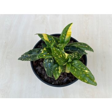 Aucuba japonica 'Crotonifolia' - Japán babérsom