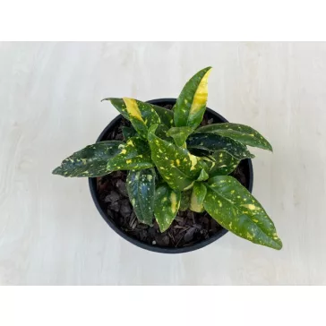 Aucuba japonica 'Crotonifolia' - Japán babérsom