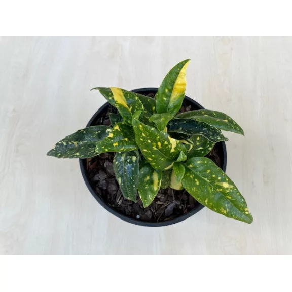 Aucuba japonica 'Crotonifolia' - Japán babérsom