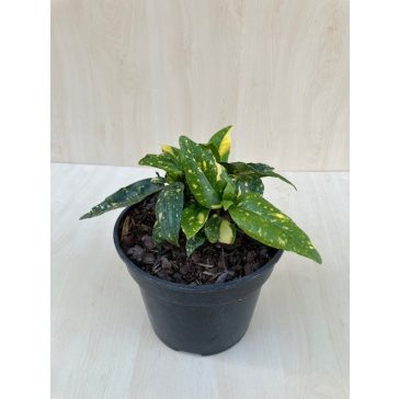 Aucuba japonica 'Crotonifolia' - Japán babérsom