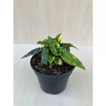 Aucuba japonica 'Crotonifolia' - Japán babérsom
