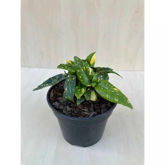 Aucuba japonica 'Crotonifolia' - Japán babérsom