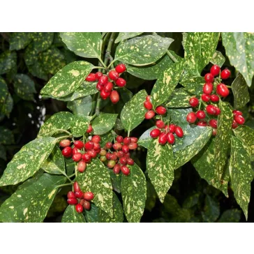Aucuba japonica variegata - tarkalevelű babérsom