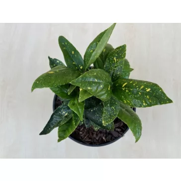 Aucuba japonica variegata - tarkalevelű babérsom