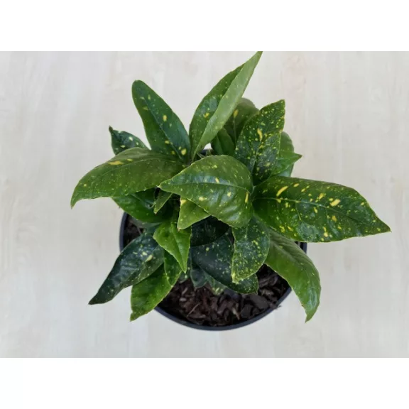 Aucuba japonica variegata - tarkalevelű babérsom