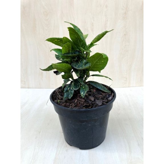 Aucuba japonica variegata - tarkalevelű babérsom