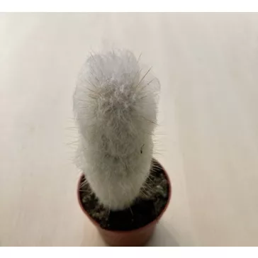 Austrocephalocereus dybowskii - Őszapó S méret