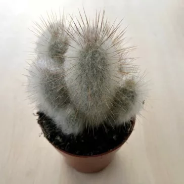 Austrocephalocereus dybowskii - Őszapó