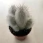 Austrocephalocereus dybowskii - Őszapó