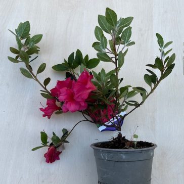Azalea japonica ‘Christina’