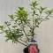 Azalea japonica ‘Orange Beauty’