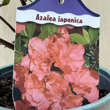Azalea japonica ‘Orange Beauty’