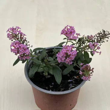 Törpe nyári orgona - Little Pink
