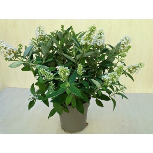 Törpe nyári orgona - Buddleja davidii Butterfly Candy Little White