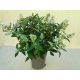 Törpe nyári orgona - Buddleja davidii Butterfly Candy Little White