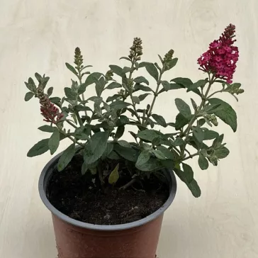 Törpe nyári orgona - Buddleja davidii 