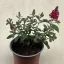 Törpe nyári orgona - Buddleja davidii 