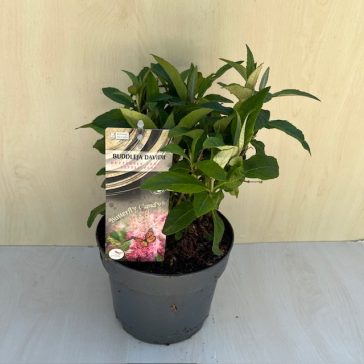   Törpe nyári orgona - Buddleja davidii Butterfly Candy Little Pink