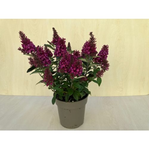 Törpe nyári orgona - Buddleja davidii Little Ruby