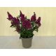 Törpe nyári orgona - Buddleja davidii Little Ruby