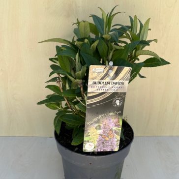   Törpe nyári orgona - Buddleja davidii Butterfly Candy Little Purple