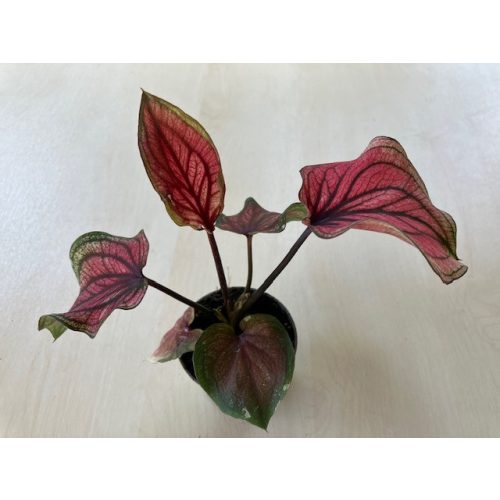 Caladium 'Lucia' pici
