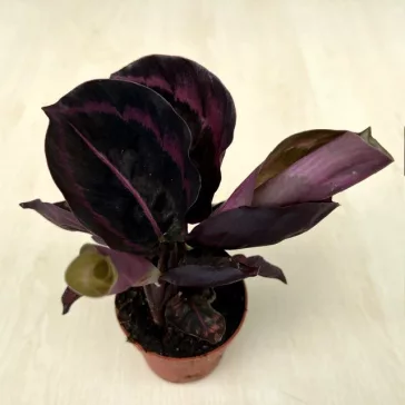 Calathea Roseopicta Dottie
