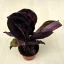 Calathea Roseopicta Dottie