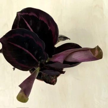 Calathea Roseopicta Dottie