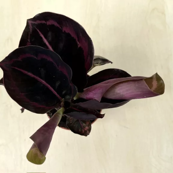 Calathea Roseopicta Dottie