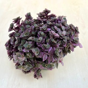  Callisia repens 'Pink Lady' - kúszó törpepletyka