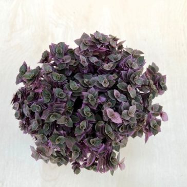   Callisia repens 'Pink Lady' - kúszó törpepletyka
