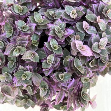   Callisia repens 'Pink Lady' - kúszó törpepletyka