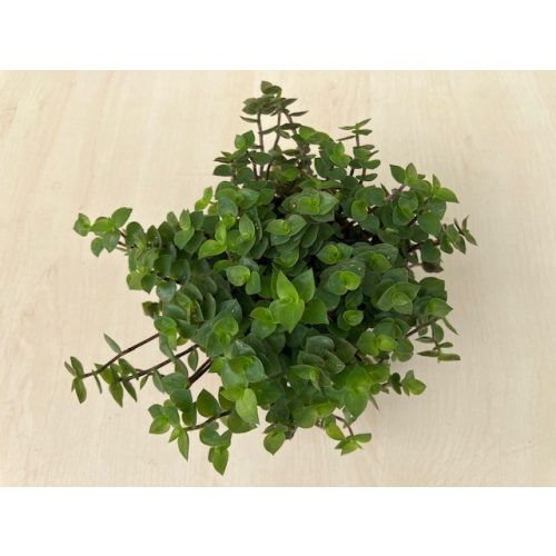 Callisia repens 'Turtle' - kúszó törpepletyka