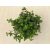 Callisia repens 'Turtle' - kúszó törpepletyka