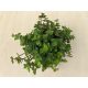 Callisia repens 'Turtle' - kúszó törpepletyka