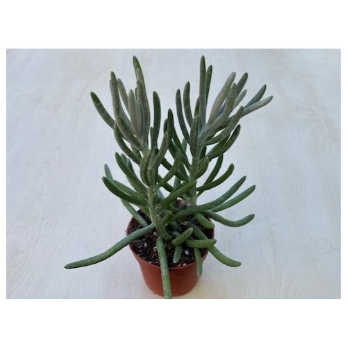 Caputia scaposa - Senecio scaposa