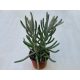 Caputia scaposa - Senecio scaposa